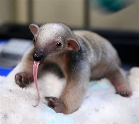 Meet the baby tamandua, a species of anteater that mostly live on trees in their South American ...