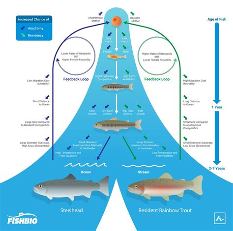 Rainbow Trout: Should I Stay or Should I Go? - FISHBIO Fisheries Research, Monitoring, and ...