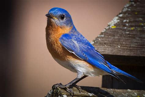 Feather Tailed Stories: Eastern Bluebird