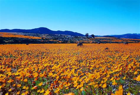 It is Flower Season at the Namaqua National Park | South African News