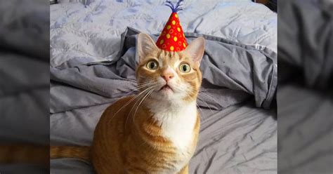 Planning a Birthday Party For Your Cat - Cole & Marmalade