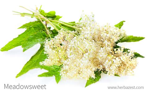 Meadowsweet | HerbaZest