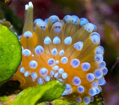 Nudibranchs in Their Habitat Stock Photo - Image of forest, corn: 130062518