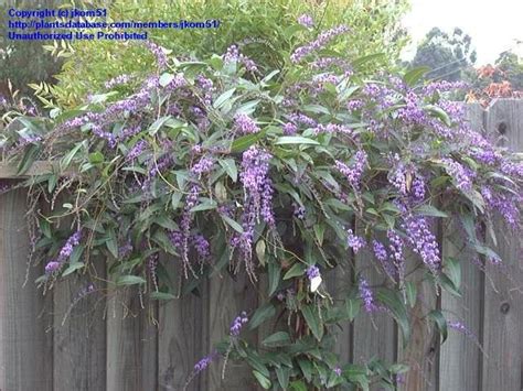 PlantFiles Pictures: Australian Sarsparilla, False Sarsaparilla, Happy Wanderer, Coral Pea ...