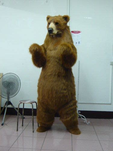 realistic grizzly bear costumes - Google Search | Fursuit, Bear costume, Mascot costumes