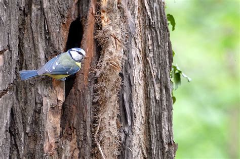 Blue Tit Bird Nest - Free photo on Pixabay - Pixabay