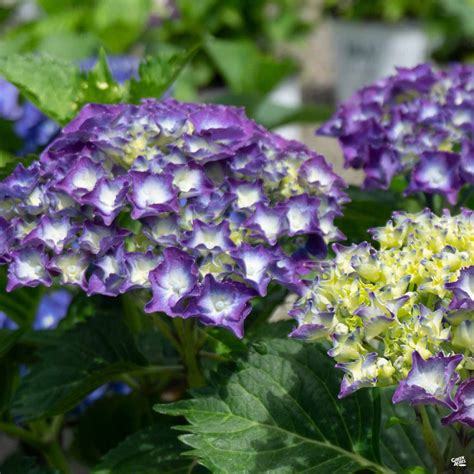 Hydrangea 'Royal Purple' — Green Acres Nursery & Supply