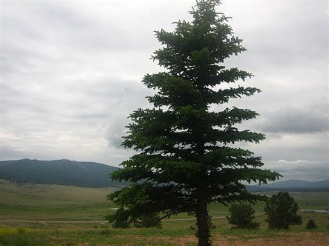 Spruce Tree: Pictures, Photos, Facts, Infor on Spruces