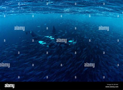 Orca hunting underwater hi-res stock photography and images - Alamy