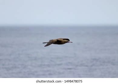 5,140 Sula Bird Stock Photos, Images & Photography | Shutterstock