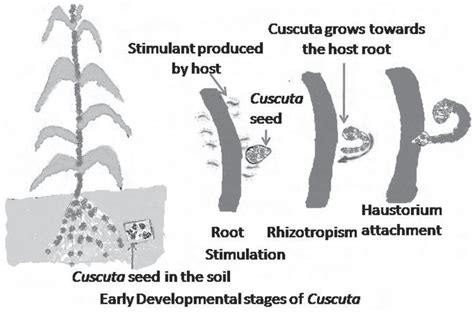 Early developmental stages of Cuscuta | Download Scientific Diagram