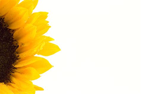 Sunflower Free Stock Photo - Public Domain Pictures