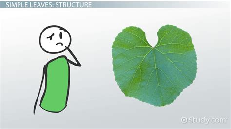 Petiole: Definition & Function - Video & Lesson Transcript | Study.com