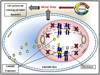 Classical taxane versus the new generation, nab-paclitaxel chemotherapy in the treatment of ...