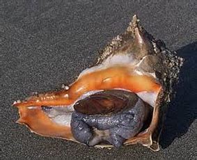 Knobbed Whelk - Reproduction Within the Different Phylums