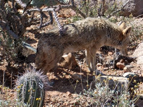 Coyote, along the Desert Loop: Animals at the Arizona-Sonora Desert ...