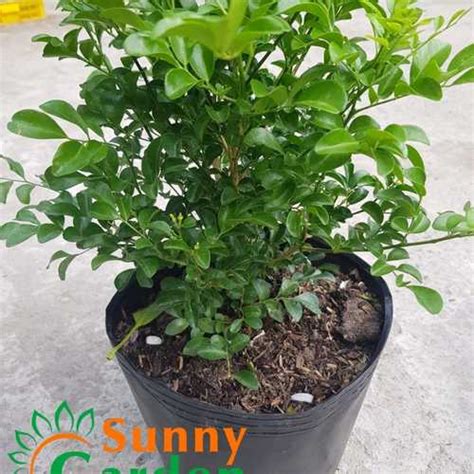 Cây Nguyệt Quế Lá Nhỏ - Chậu Hoa | Sunny Garden - Hoa Cây Cảnh Shop