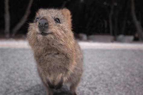 Top 15 Quokka Facts - Diet, Habitat, Survival & More | Facts.net