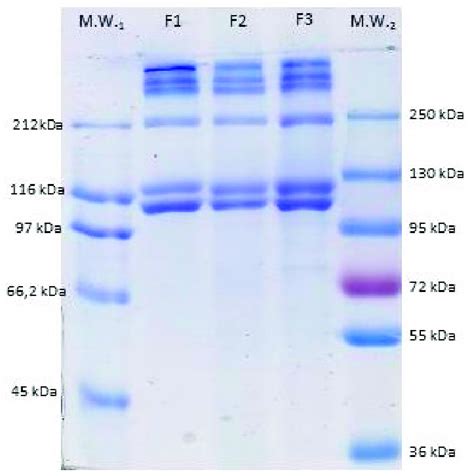 7% Sodium dodecylsulfate poly-acrylamide gel electrophoresis (SDS-PAGE ...