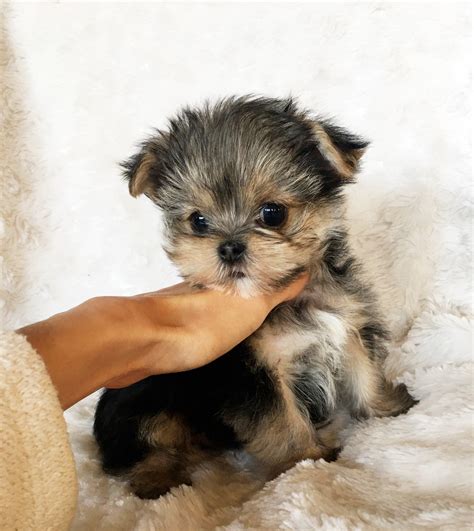 Teacup Morkie Puppy for sale - California! | iHeartTeacups