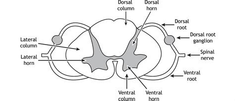 Spinal Ventral Root Of A Spinal Nerve Contains | Hot Sex Picture