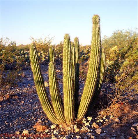 Organ Pipe Cactus photo WP01551