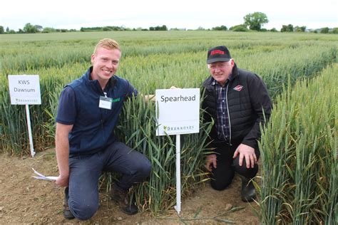 4 main varieties to drive Irish wheat production - Agriland.ie