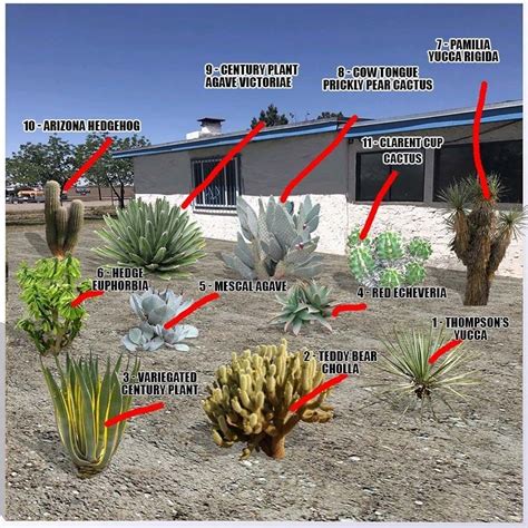 Desert Plants Names and Pictures - Guzman's Garden Centers | Desert plants landscaping, Desert ...