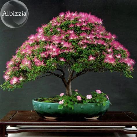 Silk Floss Tree Albizzia Julibrissin Bonsai Nemu Tree, 10 Seeds ...