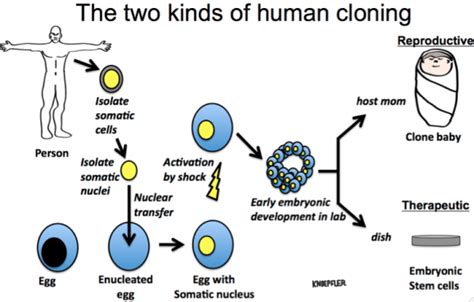 Human cloning successfully makes embryonic stem cells - The Niche