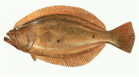 Olive Flounder : Olive flounder (paralichthys olivaceus) is an important commercially cultured ...