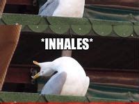 15 SEAGULL ideas | funny memes, memes, hamilton memes