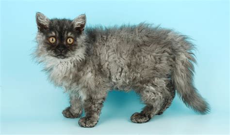 Selkirk Rex Cat Breed Information - Vetstreet | Vetstreet