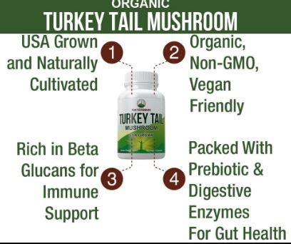 Turkey Tail Mushroom Benefits - Blog - Undersun Biomedtech Corp