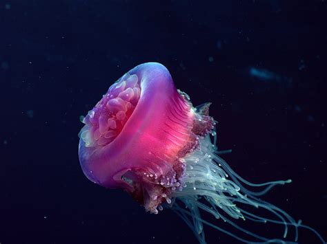 HD wallpaper: Jellyfish HD, pink and white jellyfish 3d art, animals | Wallpaper Flare