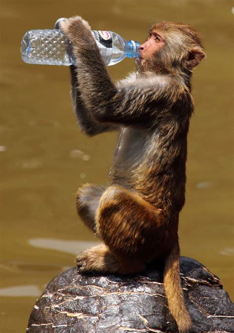 Monkey drinks from a waterbottle - Fluffy Friday! - Reveal