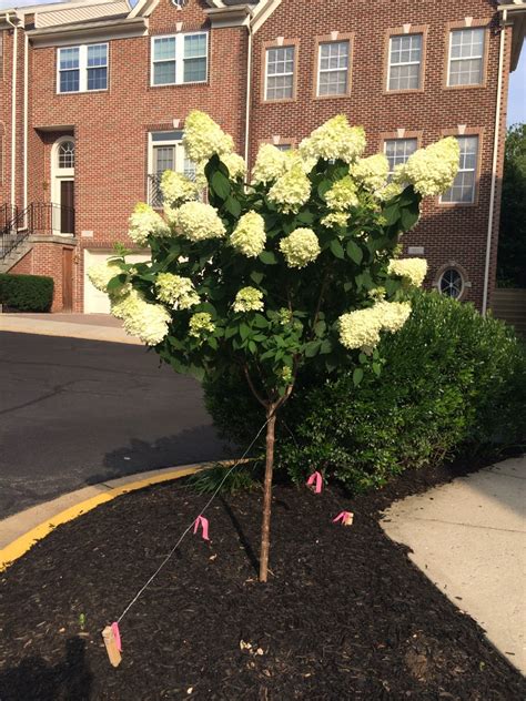 pruning limelight hydrangea tree - In The Big Personal Website Bildergalerie