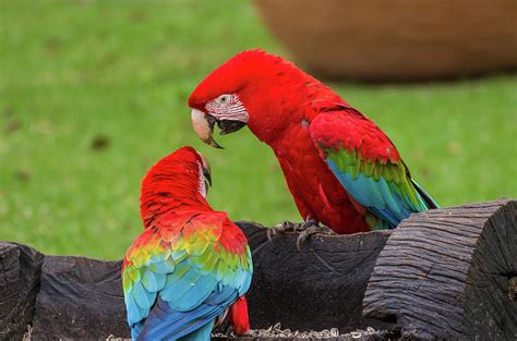 Beautiful red macaw in the Brazilian wetland. Photograph by Thiago Santos - Pixels