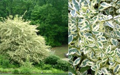 Variegated Privet - Ligustrum sinensis Variegatum is an exceptionally fast-growing and colorful ...