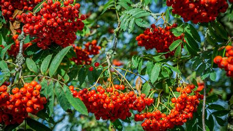 Rowan (Sorbus aucuparia) - British Trees - Woodland Trust