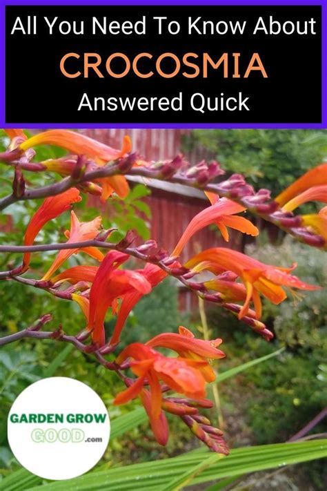 The ultimate Q&A guide to growing montbretia. Quick Garden, Crocosmia ...