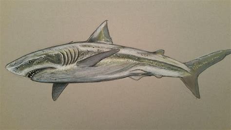 squalicorax falcatus by spinosaurus1 on DeviantArt | Largest shark ...