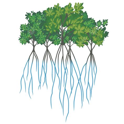 Mangrove Tree Vector Art PNG, Mangrove Tree Art Vector Transparent ...