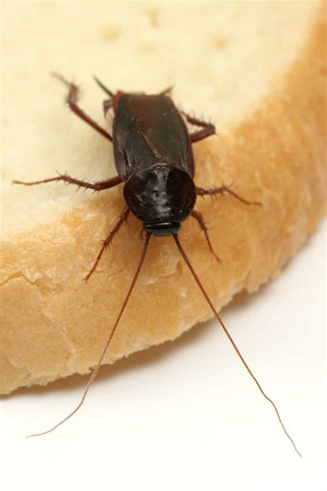 Oriental Cockroach - Reliable Pest Solutions