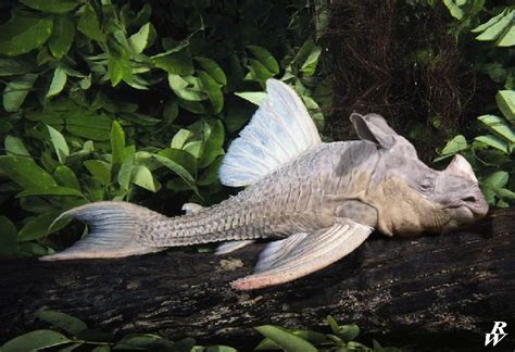 Armored catfish by Dwarf4r on DeviantArt