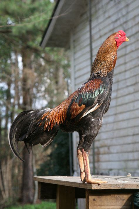 59 Chicken breeds- Oriental gamefowl ideas | chicken breeds, breeds ...