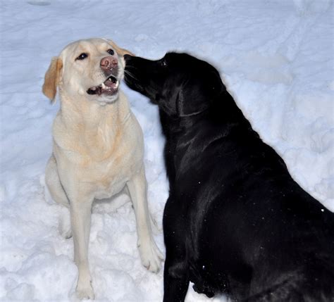 Labrador Retriever Grooming - Dog Breed Answers