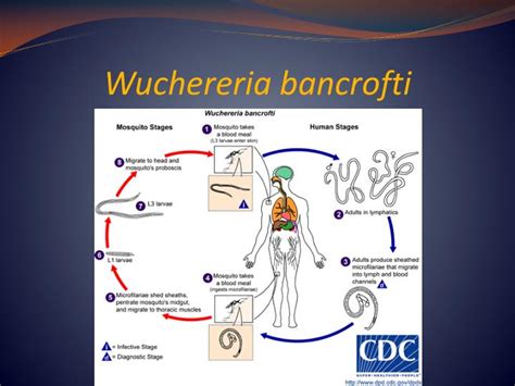 PPT - Wuchereria bancrofti & Brugia malayi PowerPoint Presentation - ID:1302536