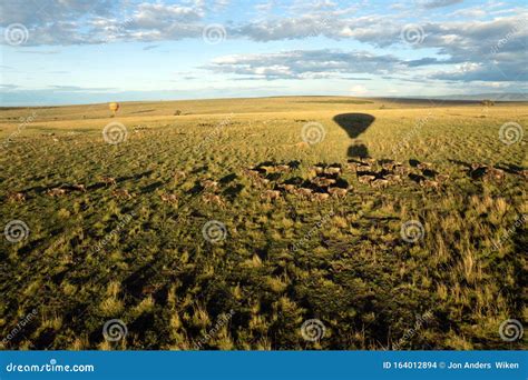 Hot Air Balloon Ride on the Big Green Plains of Masai Mara in Kenya/africa. Stock Photo - Image ...