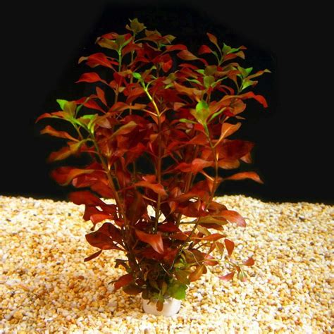 LOW TECH Live Aquarium Plant Ludwigia Repens Super Red | Etsy